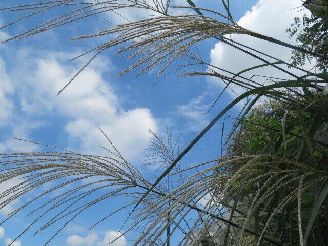 真夏より秋の初めがつらい！少しでも楽に過ごすためにしていること