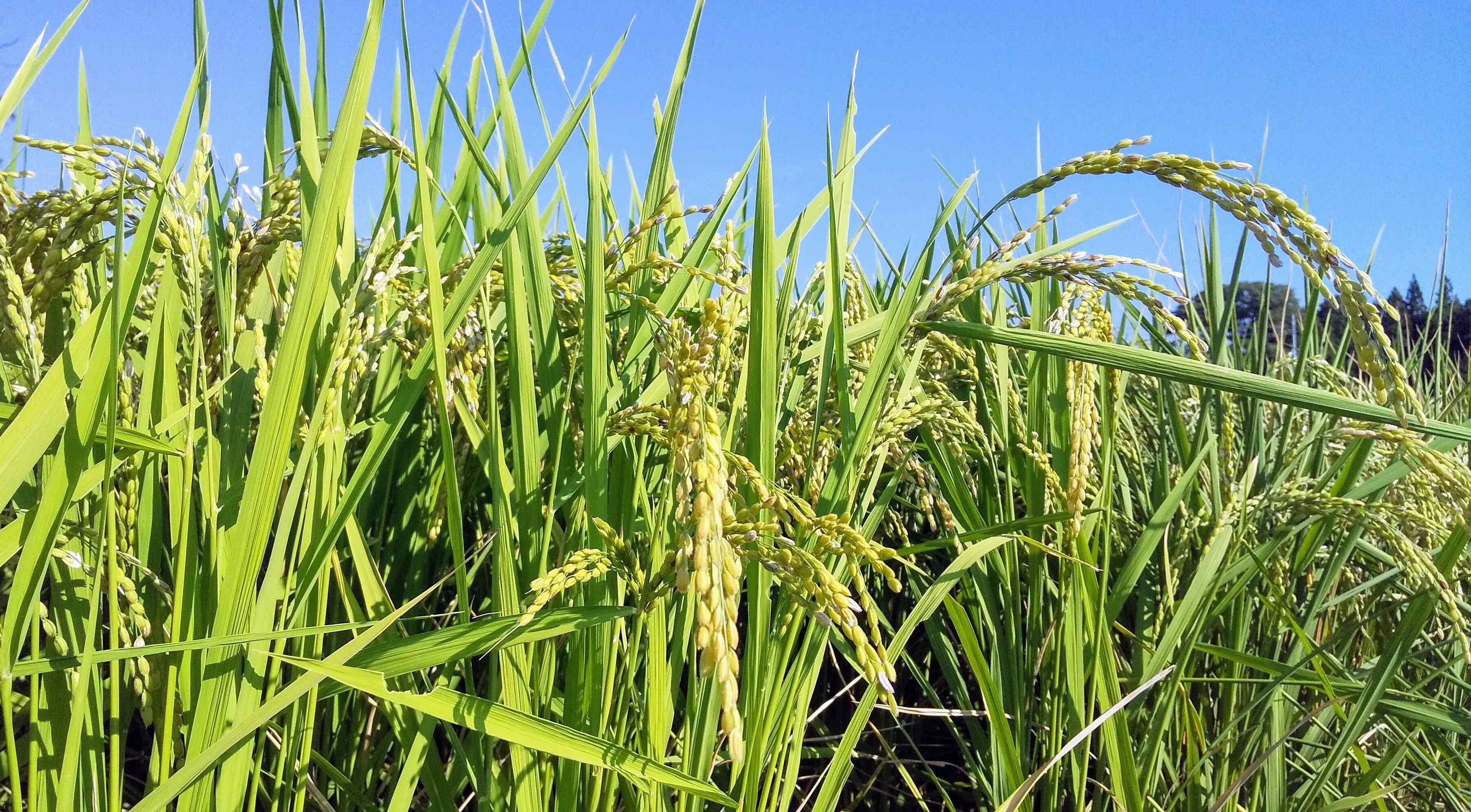 コレを変えたらいつものごはんがグレードUP⁉ごはんをおいしく炊くためのシンプルなコツ