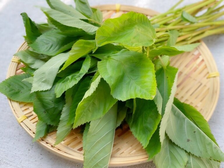 まだ食べたことない！？野菜の王様「モロヘイヤ」栄養価の高さとおいしい食べかた