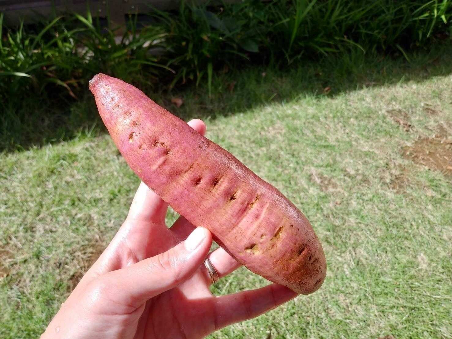 【旬の食材・さつまいも】掘りたて芋の保存と激ウマレシピ