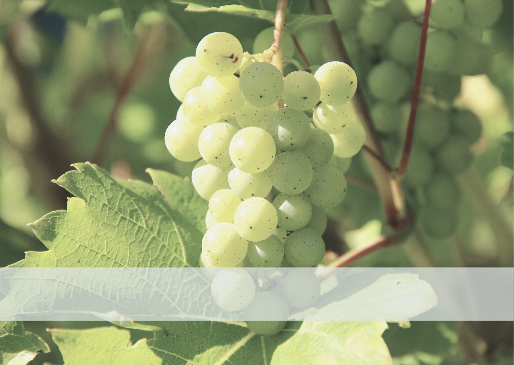 意外！ベネッセホールディングスの本社ってココだったんだ！本社のある〇〇県の魅力をちょこっと紹介！