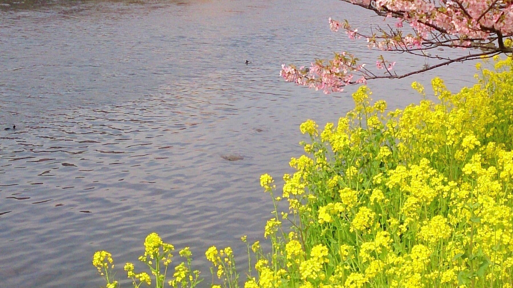 見慣れなくても食べてみて！見た目や名前が種類豊富な「菜の花」の楽しみ方