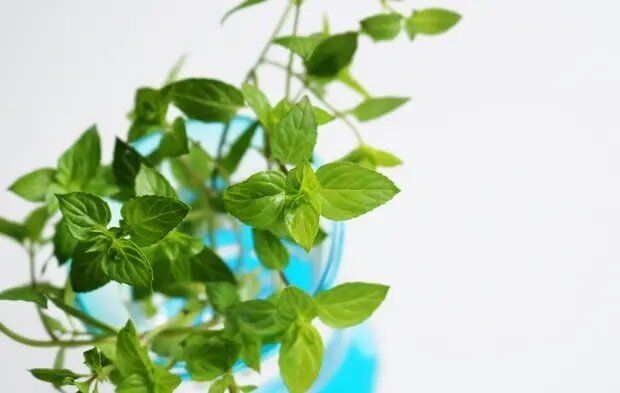 ゴキブリは「ハーブ」が嫌い？ゴキブリよけに効果的なハーブ3選と注意点