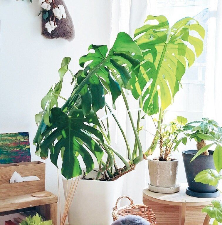 【ぜんぶダイソー】100円均でも枯れない！「グリーン」のある暮らし