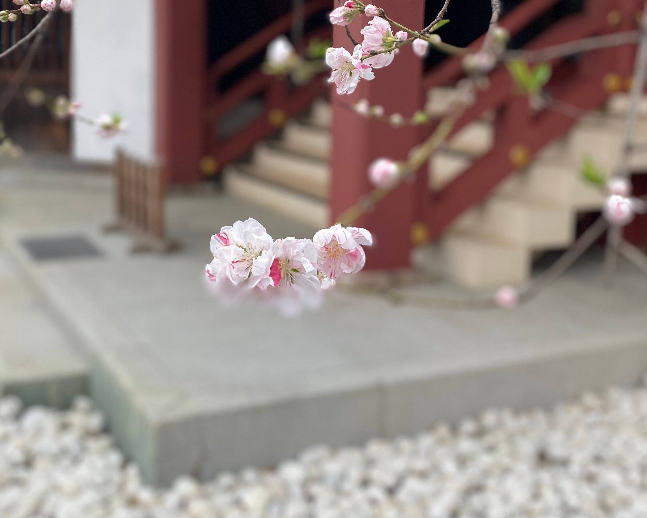 【防災×収納】収納スペース削減にも役立つ 花粉症の防災士の非常持ち出し品