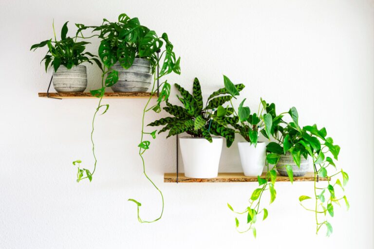 今すぐ取り入れて！観葉植物は置いて損はなし！金運アップの法則【Dr.コパの風水解説】