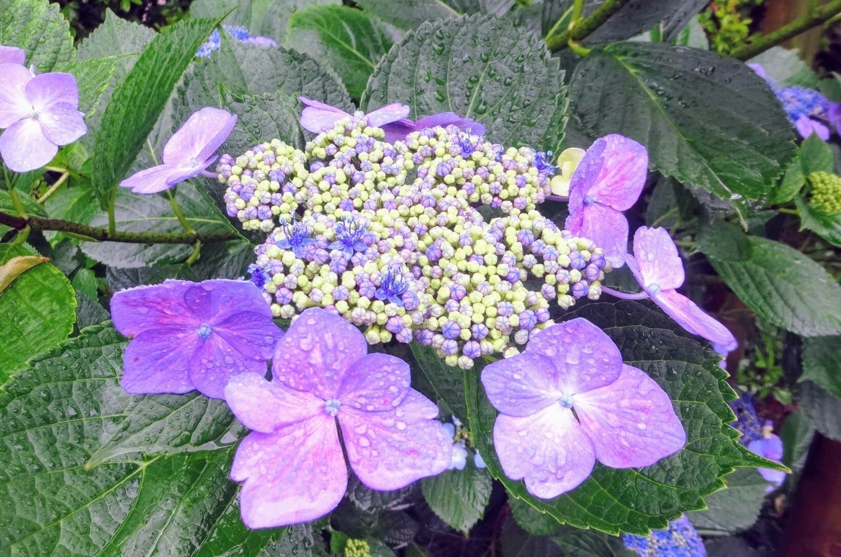 掃除のプロ激推し！じつは「梅雨シーズン」こそ絶好の掃除時期