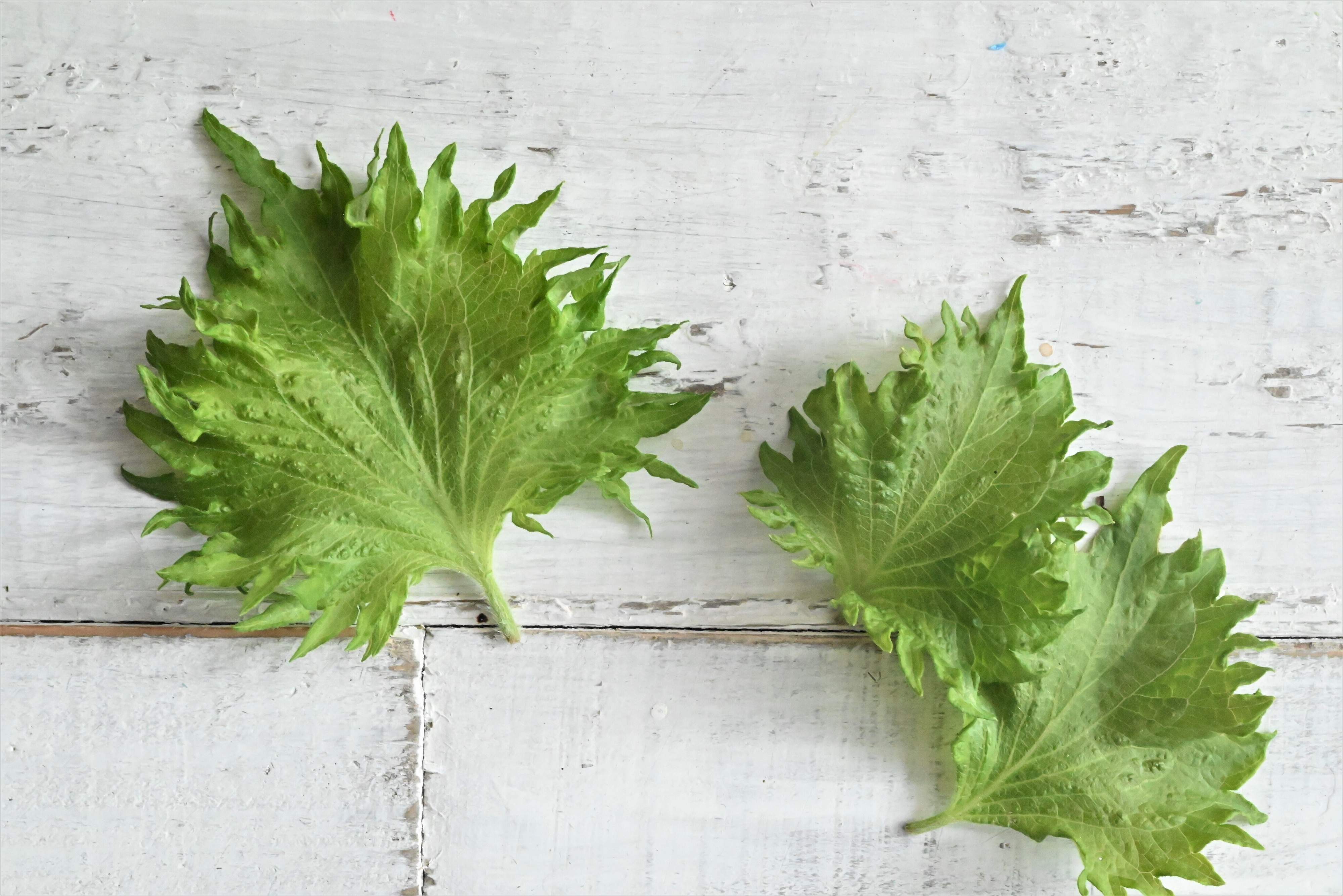 10秒の手間で大葉が長持ち！簡単保存方法と大量消費レシピ2選