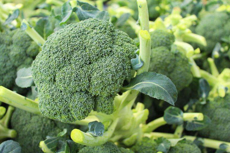 【野菜のプロ監修】「ブロッコリー」の保存方法は？正しい方法を知りおいしく使い切ろう！
