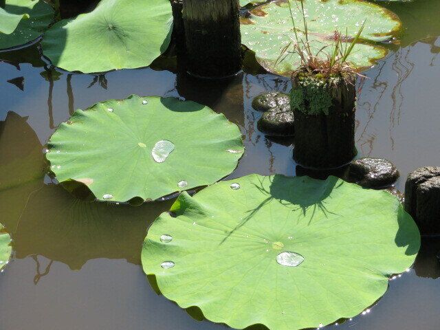 僧侶の孫娘が毎年続けるささやかな水子供養の儀式をお伝えします