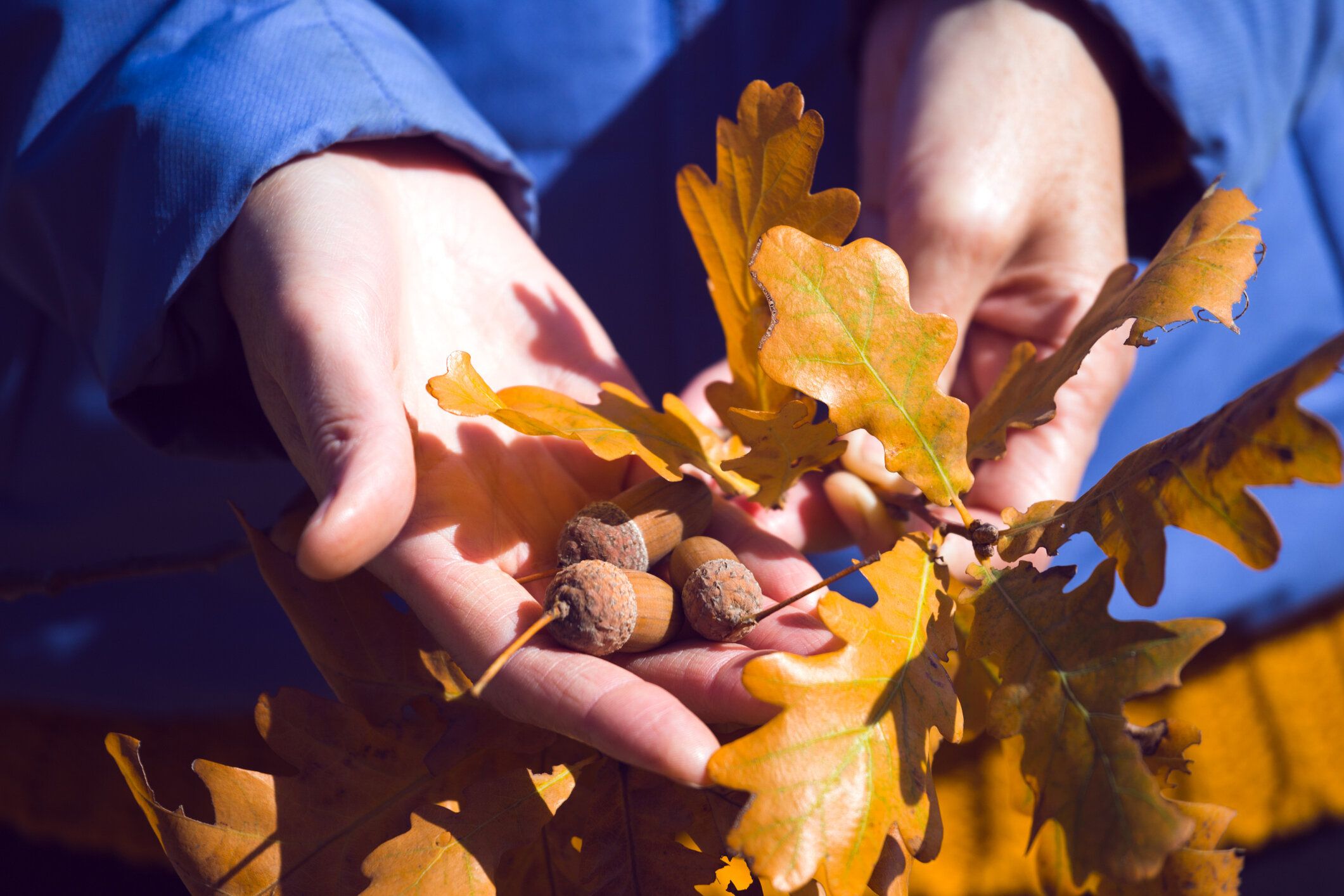 「シュタイナー教育」とは？モンテッソーリ教育との違いやメリット・デメリットなどを幅広く紹介