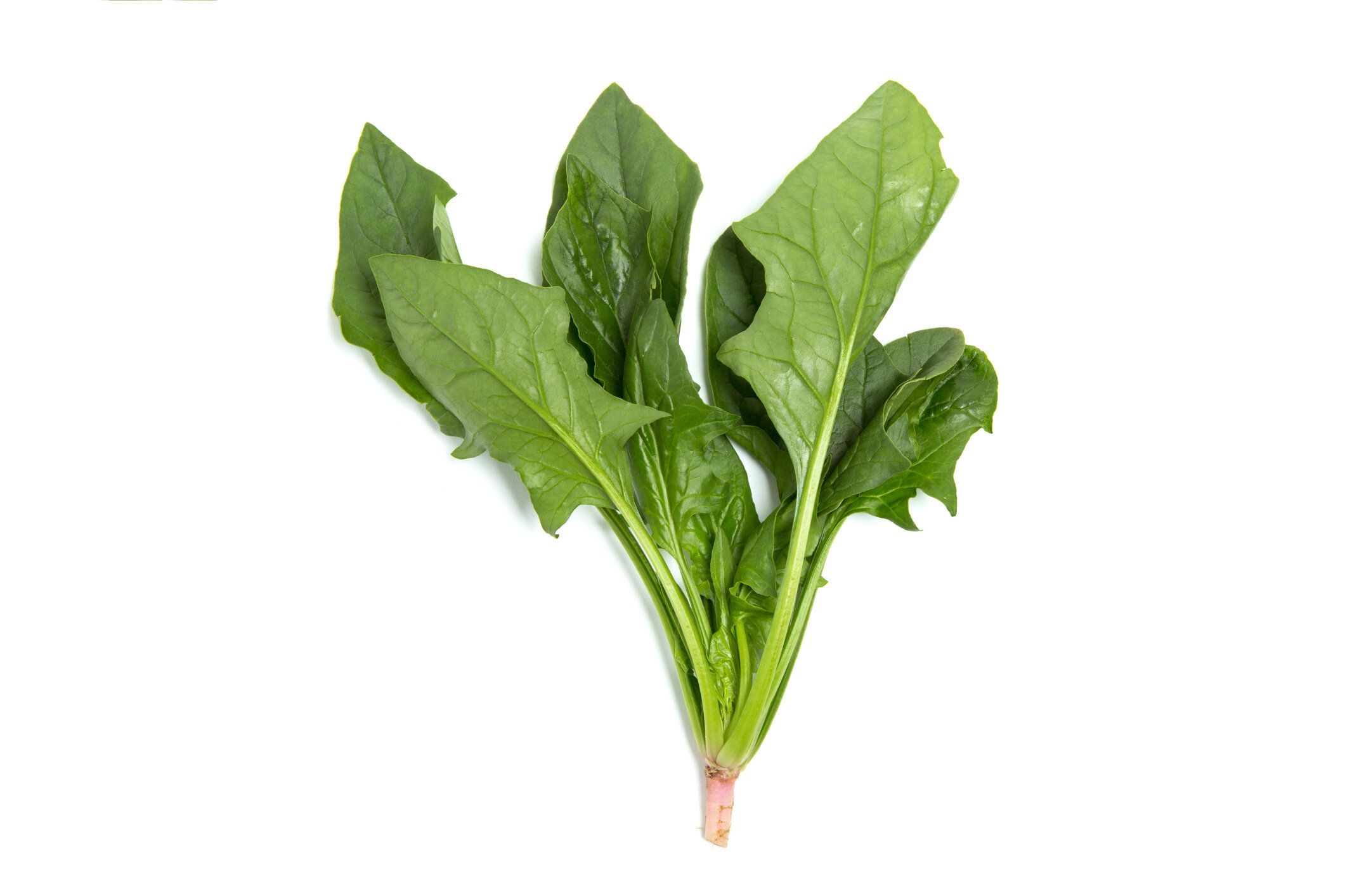 ほうれん草の冷凍方法は？上手な保存のコツやおいしい活用レシピを紹介