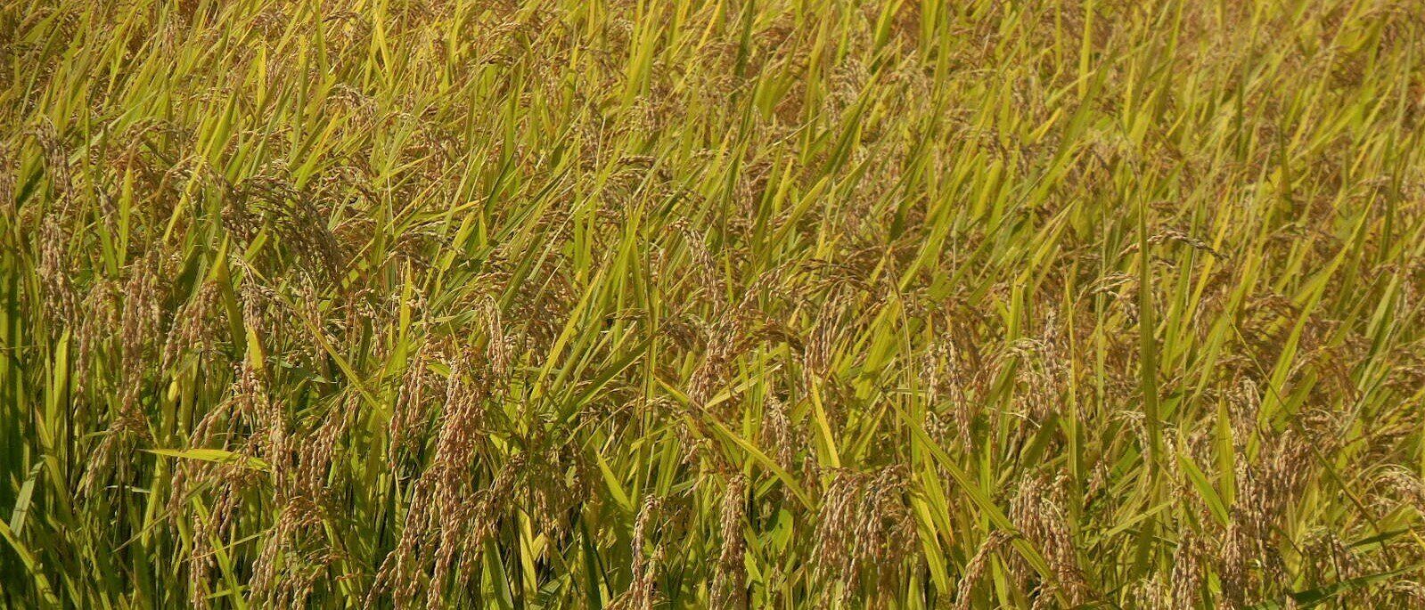 新米の季節を満喫したい！岩手が誇る”金銀のお米”を食べ比べ