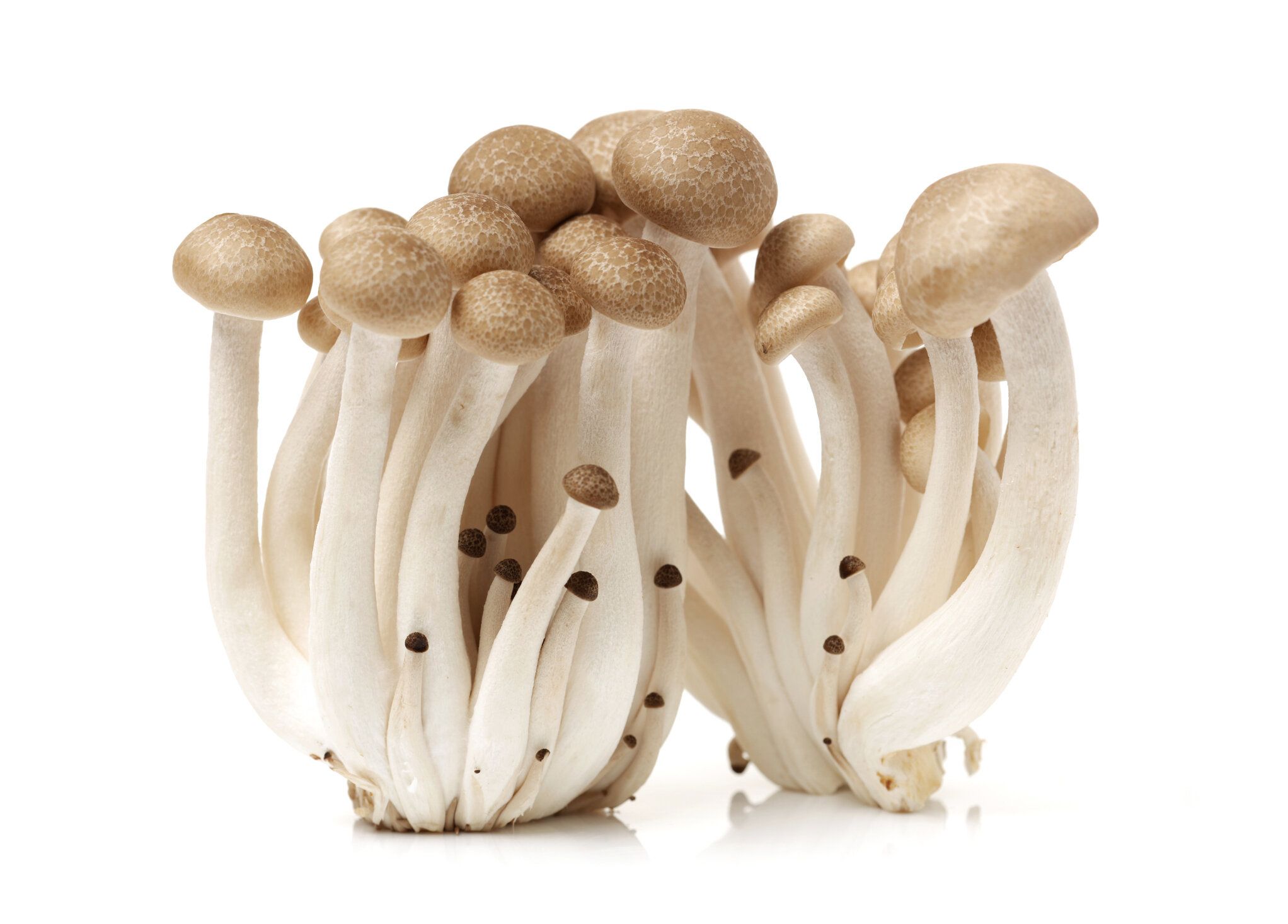 「しめじ」は冷凍保存が便利！上手においしく保存するためのテクニック