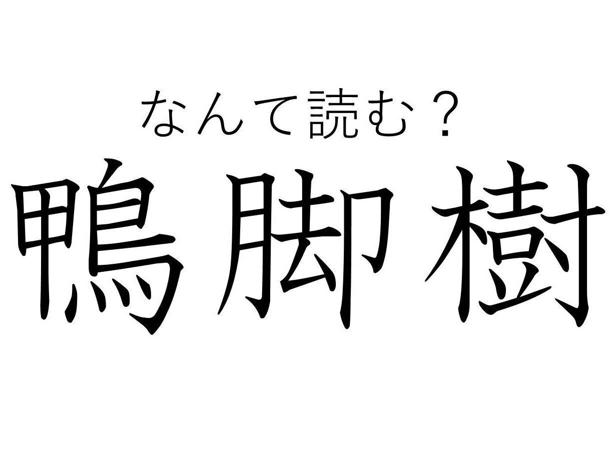 言われてみると確かに似ているかも！難読漢字「鴨脚樹」はなんて読む？