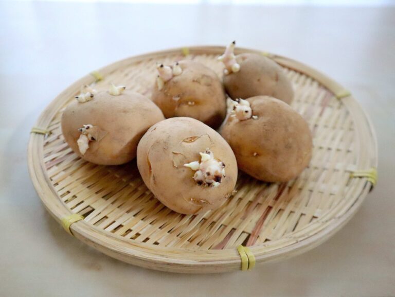 捨てないで！芽が出たじゃがいもはひと工夫でまだまだ食べられます