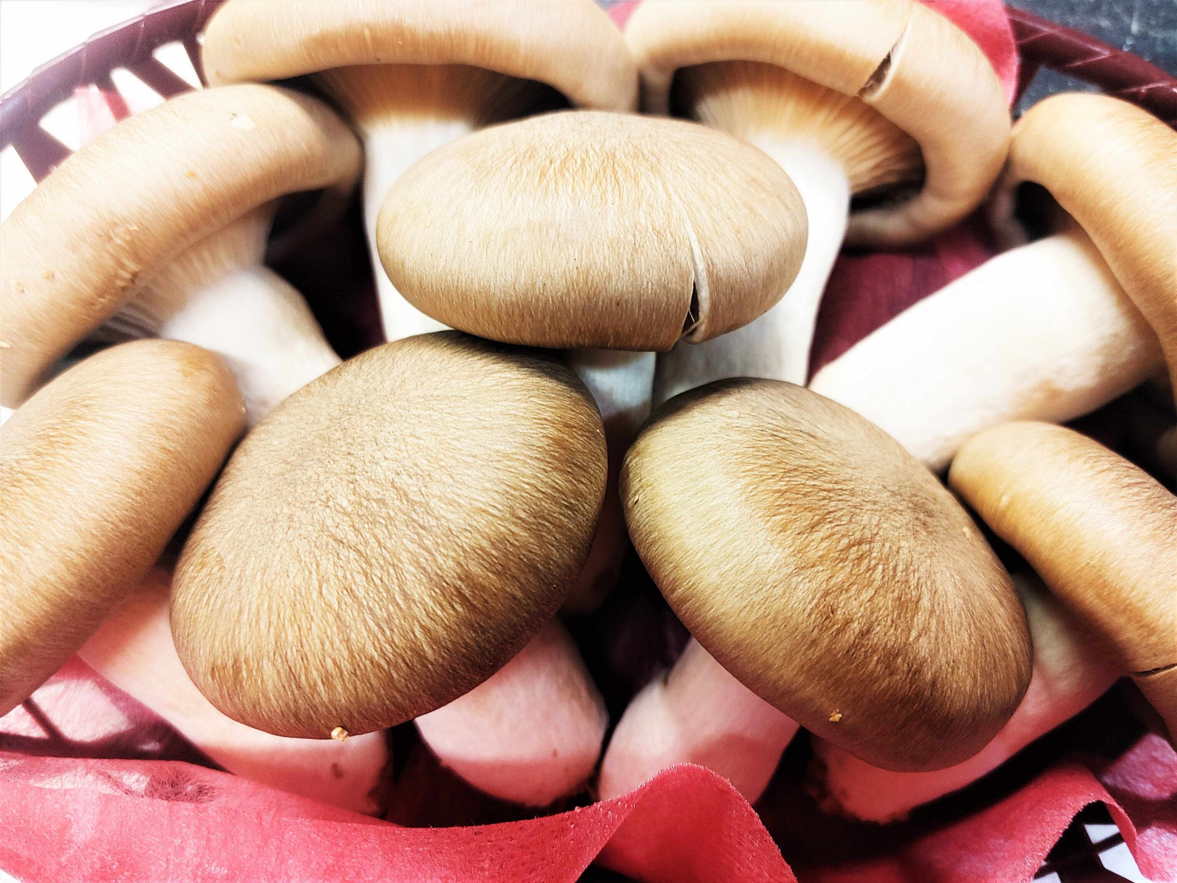 松茸並みに貴重！でも価格はお手頃の「大黒本しめじ」で簡単2品！