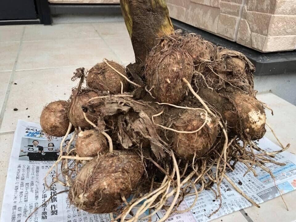 【旬食材】里芋を使った簡単＆節約レシピ3選