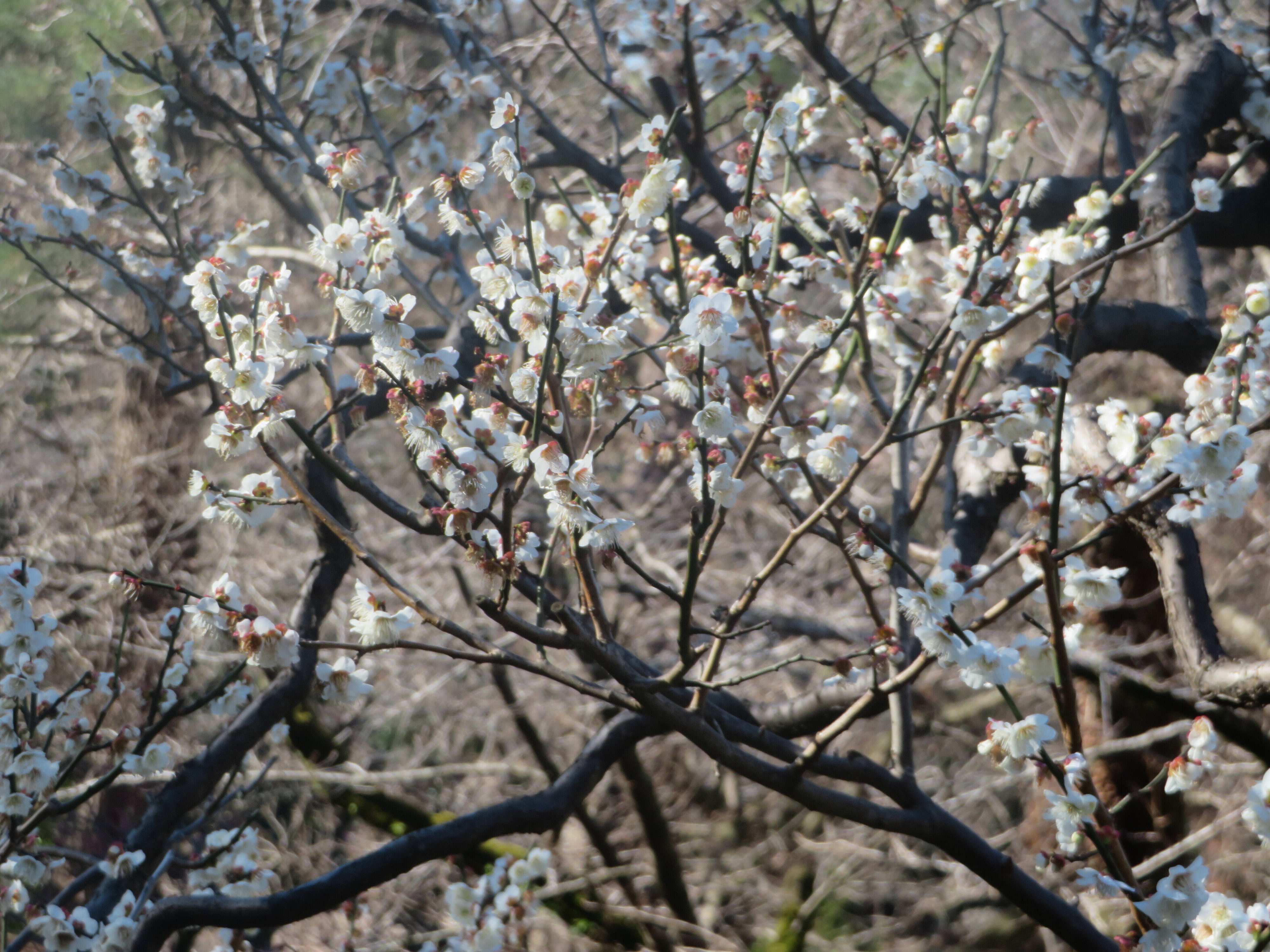 新年に間に合わなかったら立春までに！買い替えたい3つのもの