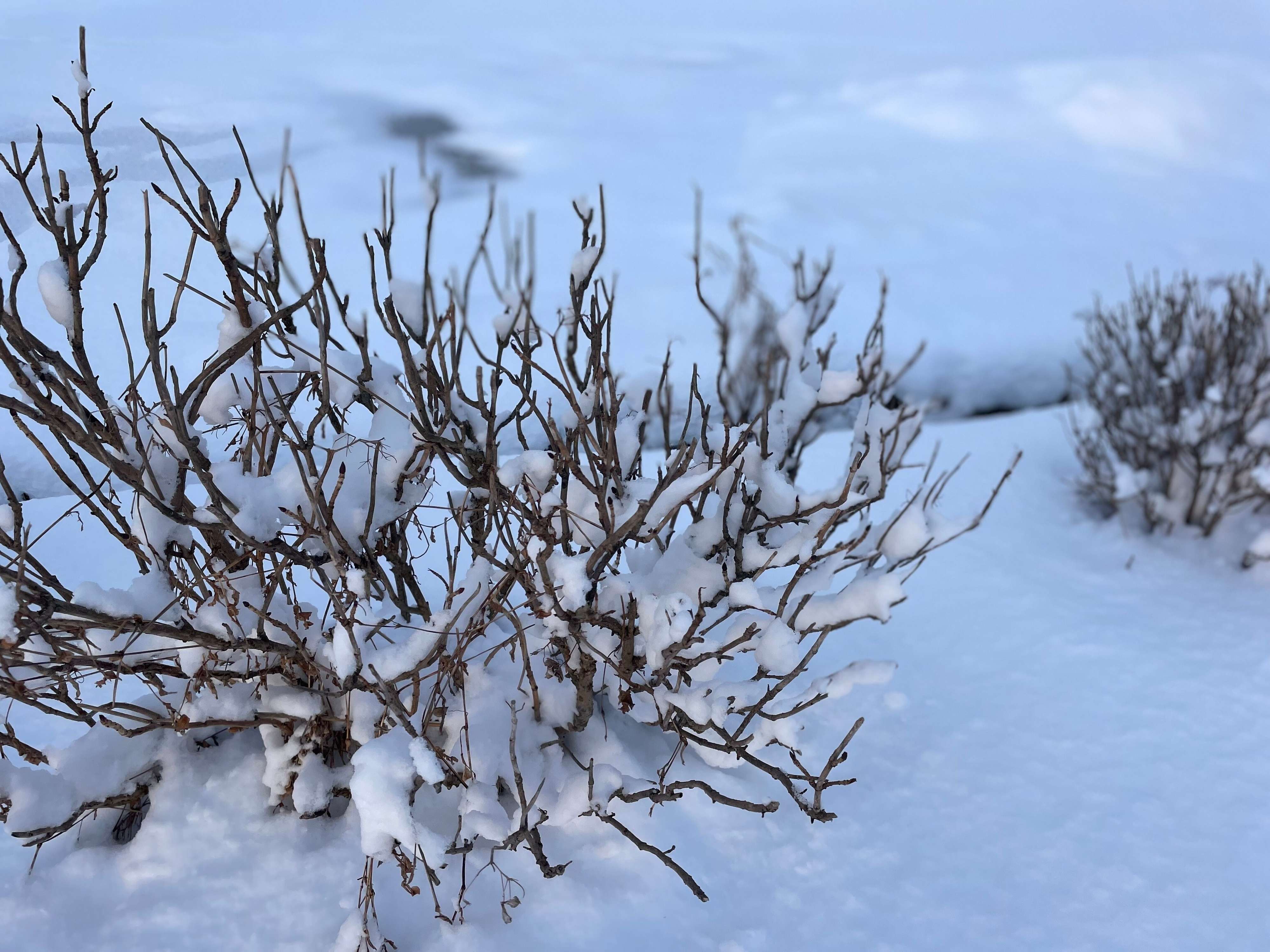 【雪国暮らし1年目】これってまさか「冬季うつ」なのかも…30代主婦が初めての冬を越して感じた不調
