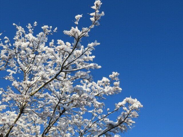 朝から事件の予感！雪慣れしていない地の積雪で出歩くには