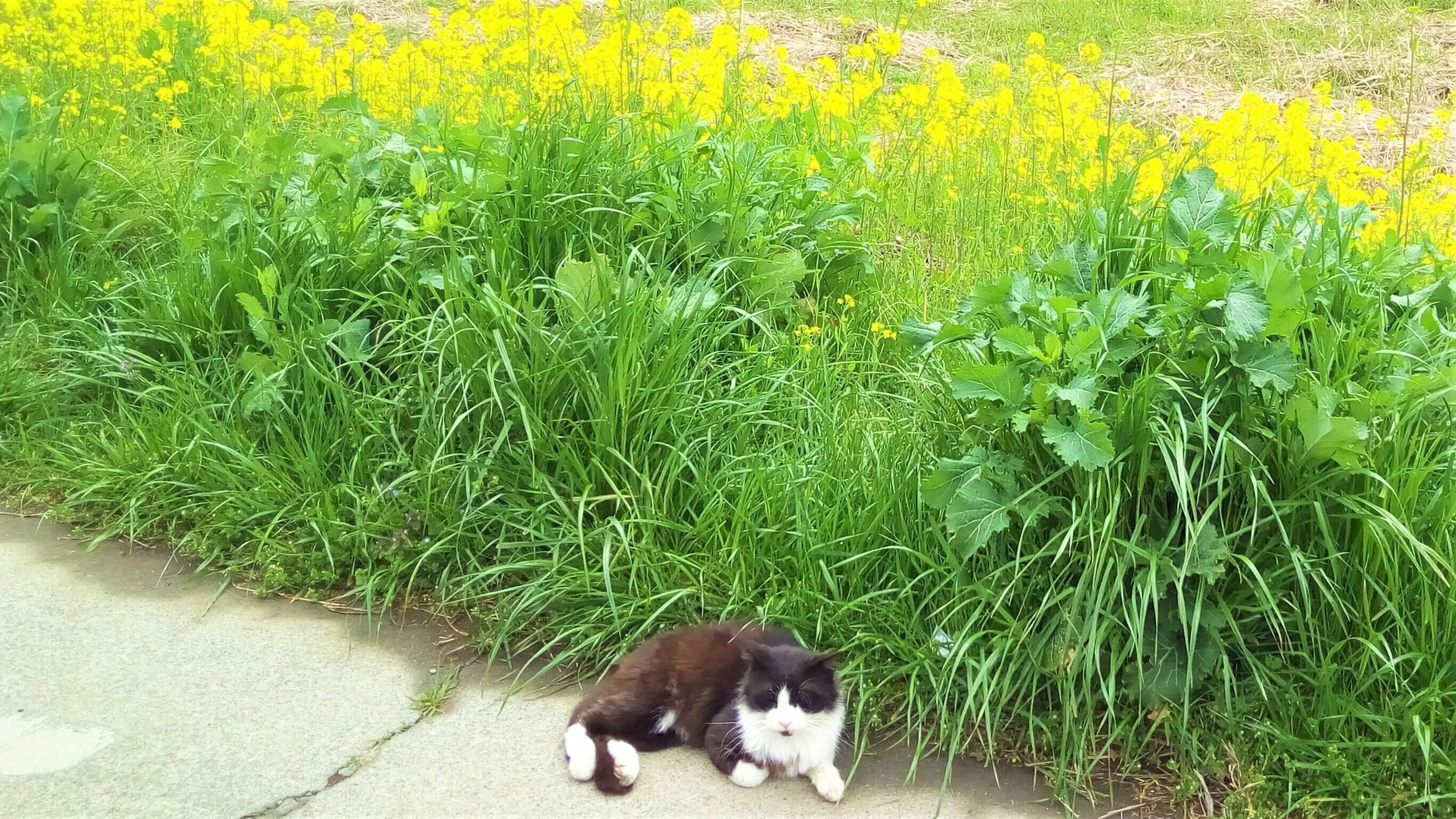 元気の出る黄色い花を探そう！早春のウォーキングがおすすめな理由3つ