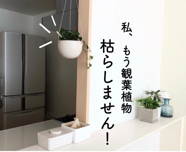 もう観葉植物を枯らしません！水やりのタイミングがわかる便利グッズ知ってる!?