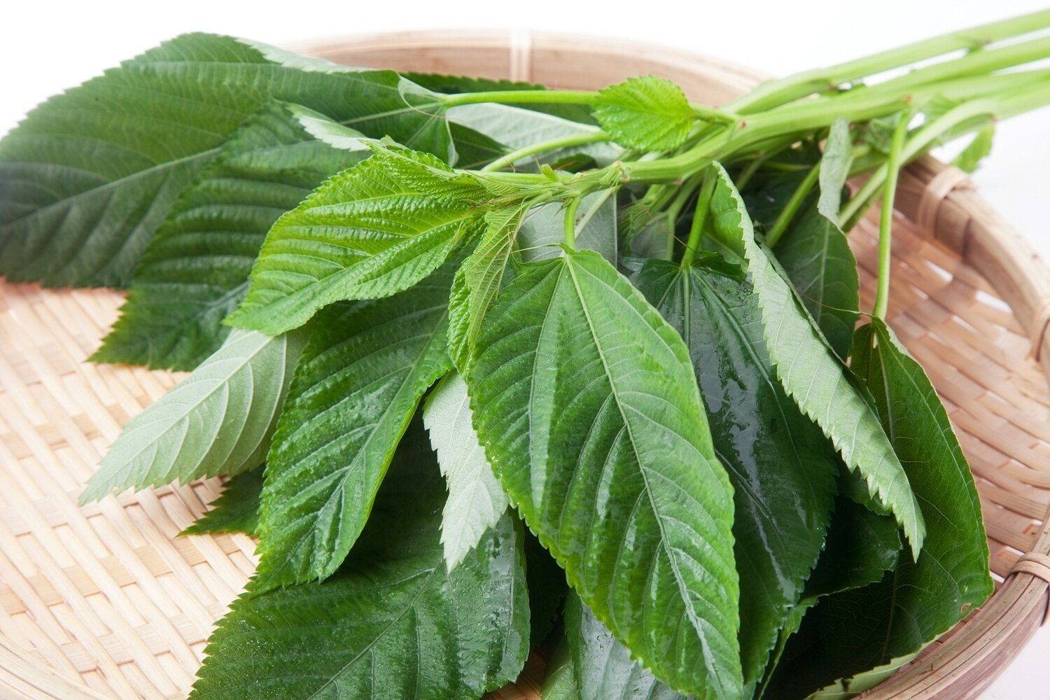 「モロヘイヤ」の冷凍方法は？長持ちさせるコツやおすすめの活用レシピを紹介