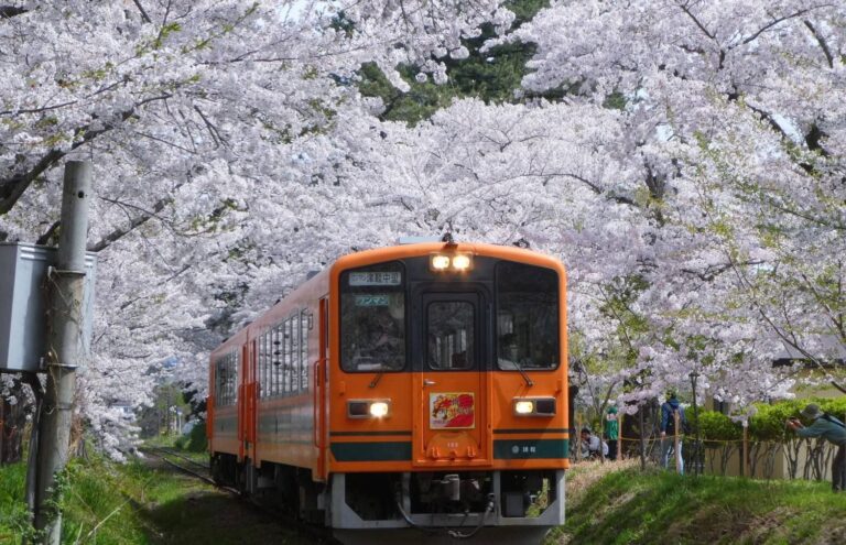 今年の桜前線は俊足！「マイ標本木」を見つけてお花見のタイミングをつかもう