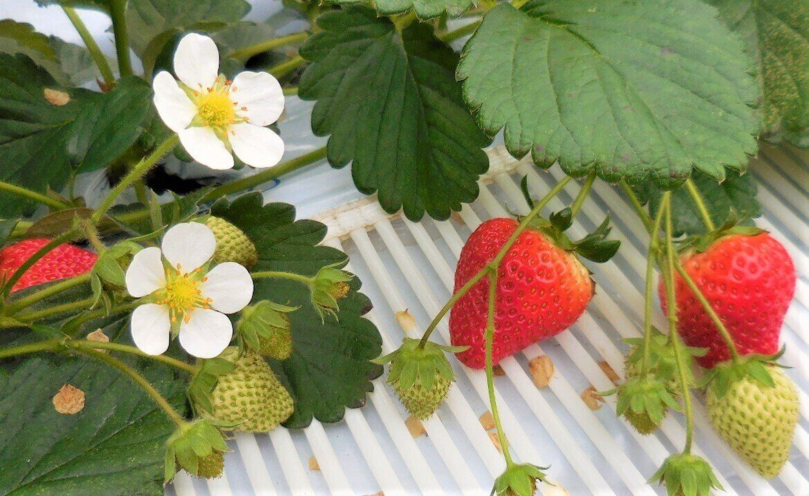 いちご狩りがおいしいのは理由があった！スーパーで買う際の注目ポイントも解説