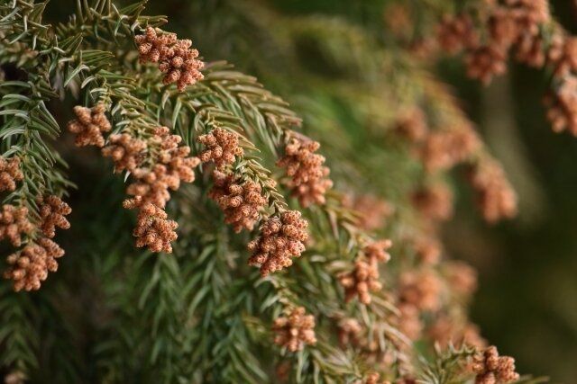 【花粉対策】ピークじゃないのに…朝起きたとき花粉がつらい理由とは