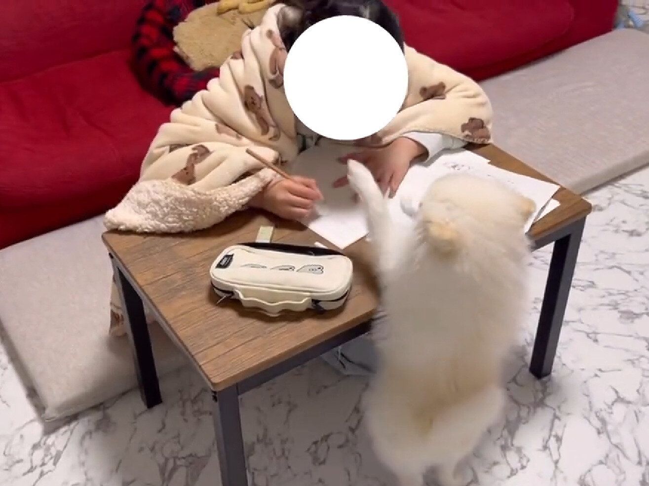 ポメラニアンのかわいすぎる猛抗議！お姉ちゃんの宿題プリントをたたいて「かまって！」のアピールに癒される人続出