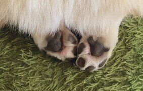 LINEが苦手なお父さんが送ってくる太くてムチムチの写真。コーギー犬とのエピソードにキュンキュンする人続出！