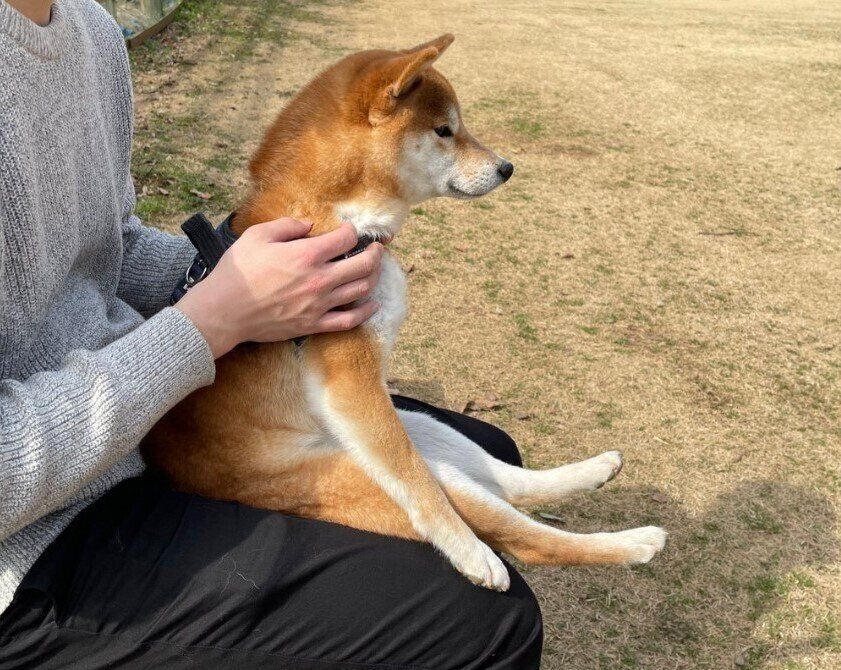 「初めていくドッグラン 犬見知り発動中」柴犬のかわいすぎる様子に4.5万超のいいね集まる！