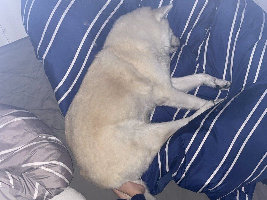 「これは暖かそう！」秋田犬のモフモフを活用した暖のとり方に思わずクスリと笑う人続出！