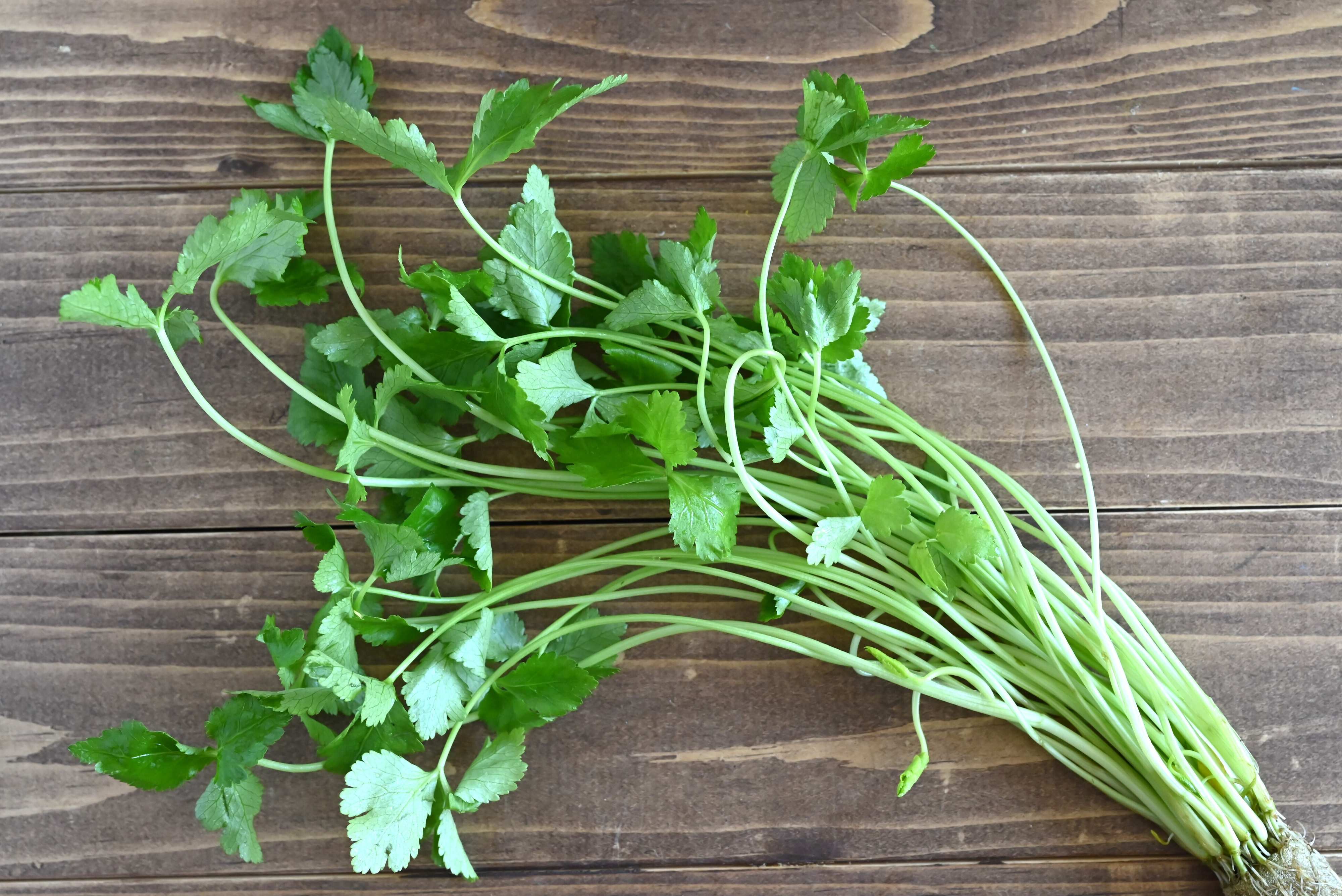 【旬食材】薬味だけじゃない！三つ葉を主役に格上げしよう♪簡単レシピ3選