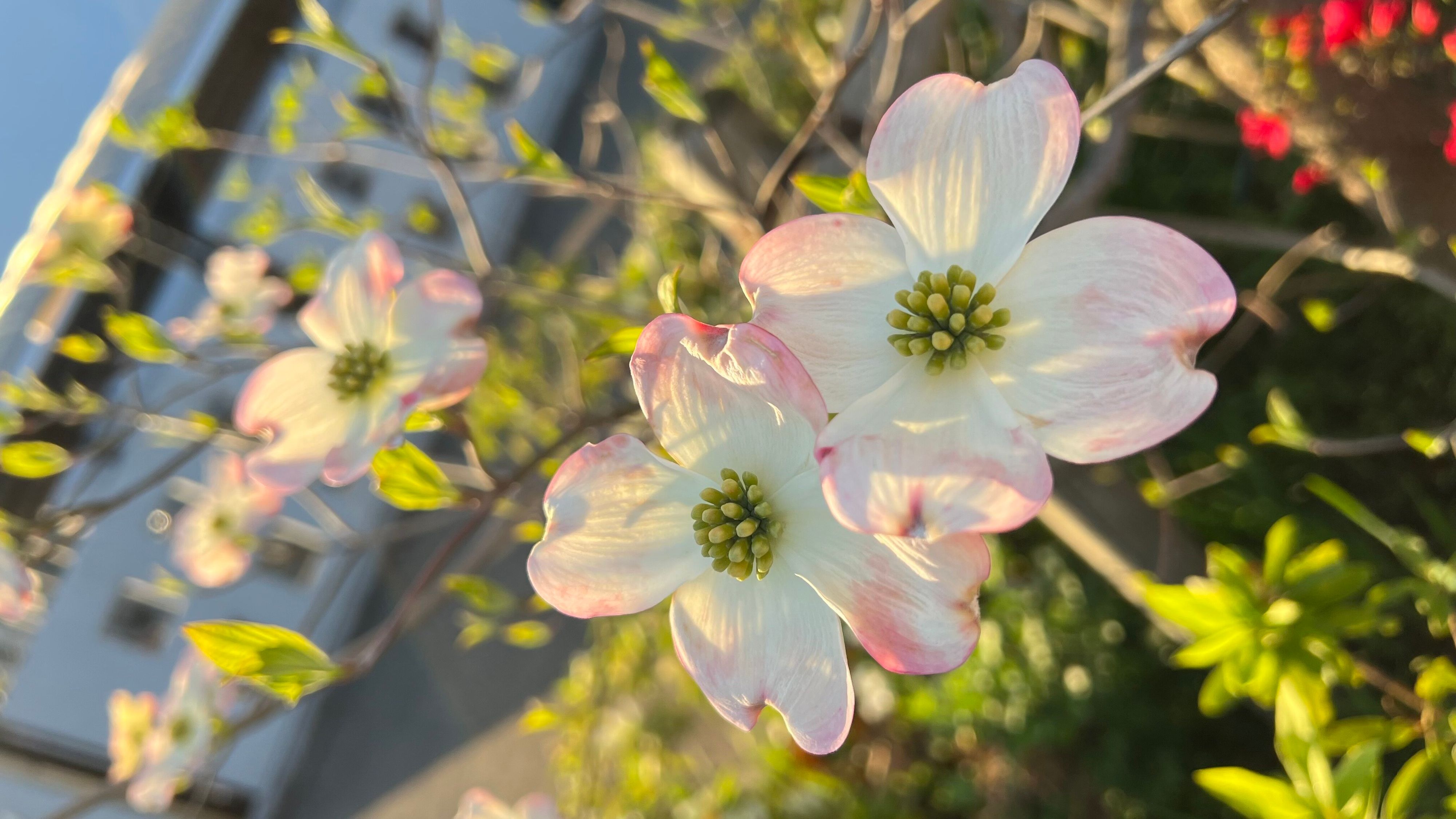 【公園】お昼から公園の日。お弁当ってどうしていますか？