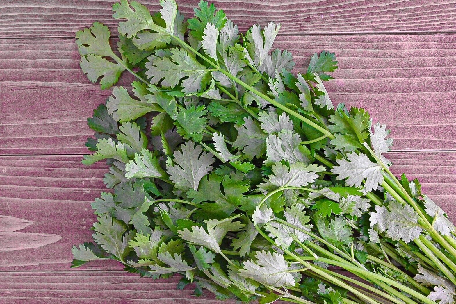 【旬食材】旬の季節がやってきた！パクチー好きに捧ぐ！簡単副菜レシピ3選