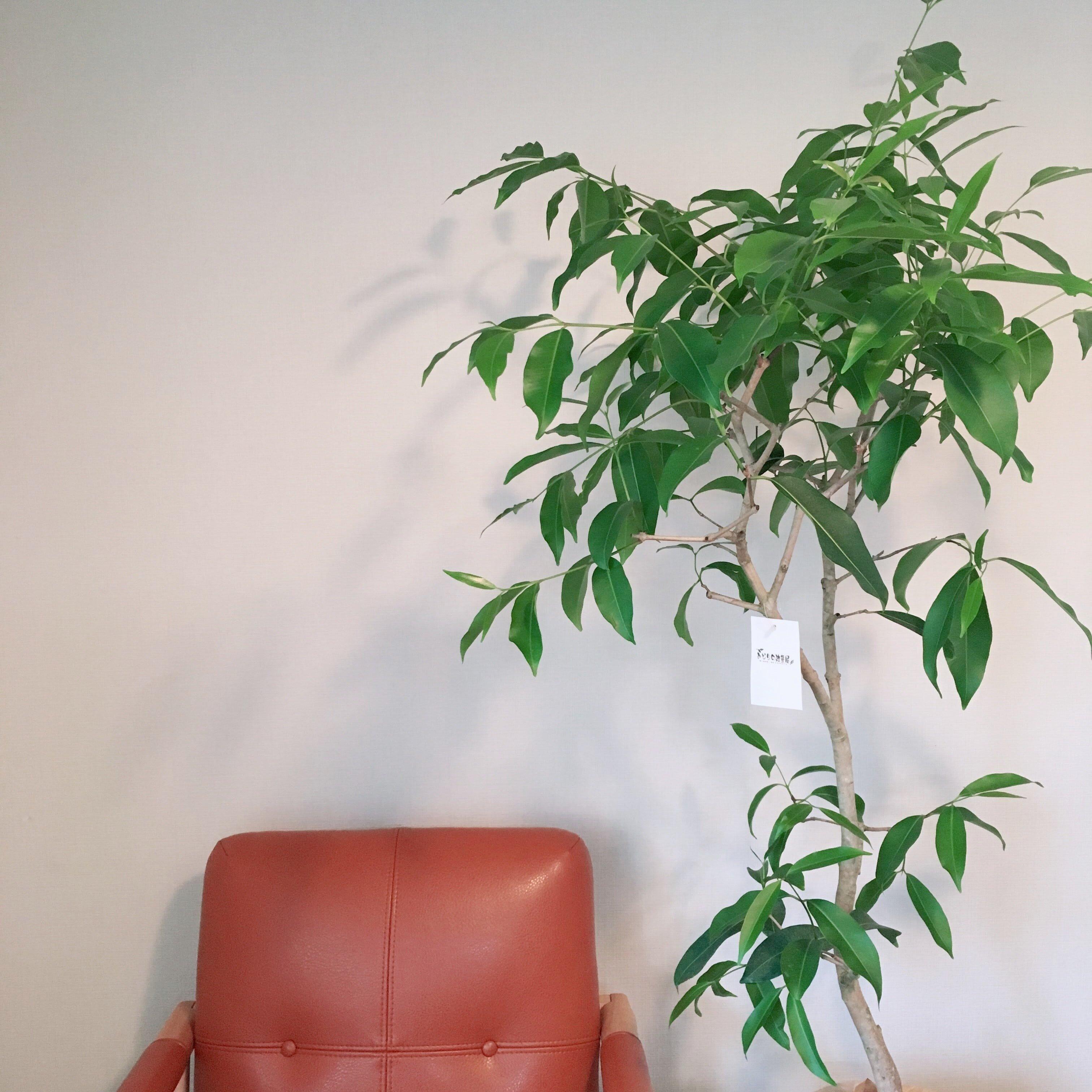 【シンプルライフ】「捨てられない病」を卒業！すんなり手放せるようになる買い方のコツ3選