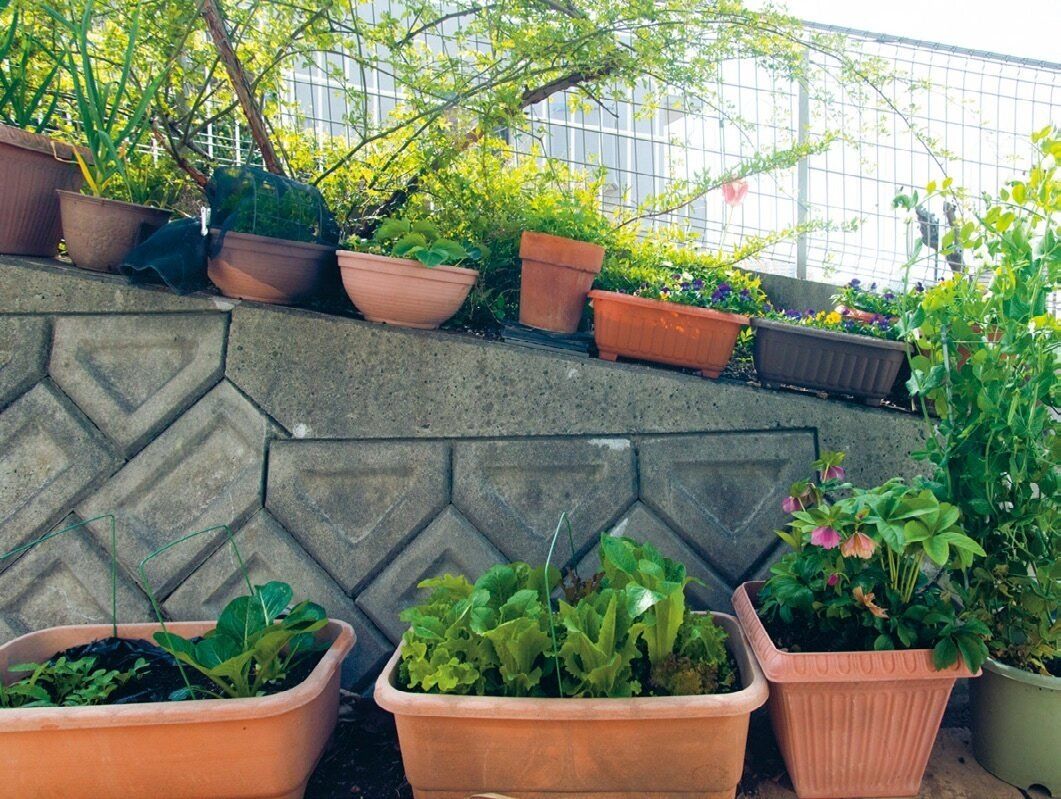 貯めている人は家庭菜園をしていた!?自分にとっての幸せ＝「真の幸せ」に気づくために家庭菜園をはじめよう。