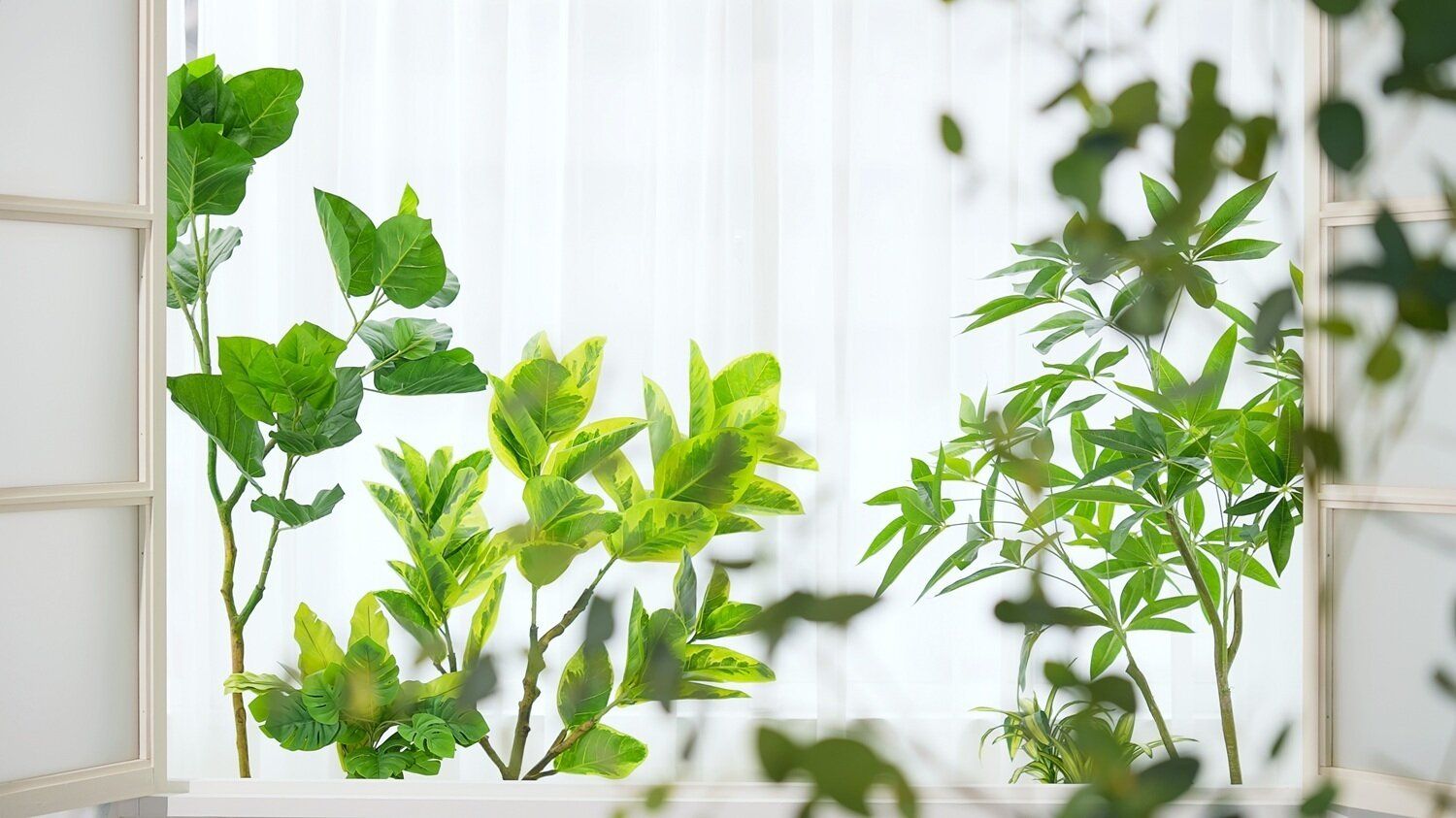 ズボラさん必見！フェイクグリーンでもOK！植物を置いて運気を上げる風水【Dr.コパの風水解説】