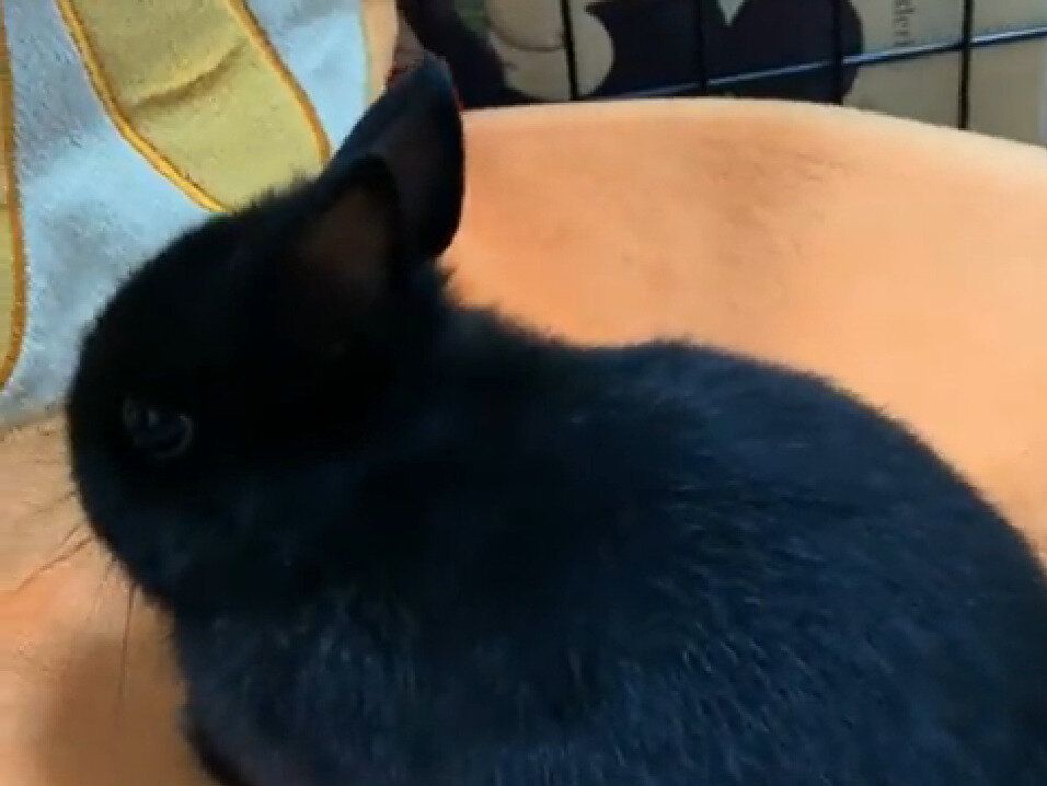 「ナデナデして」素直に甘えらえない黒うさぎのアピールがかわいすぎて悶絶！