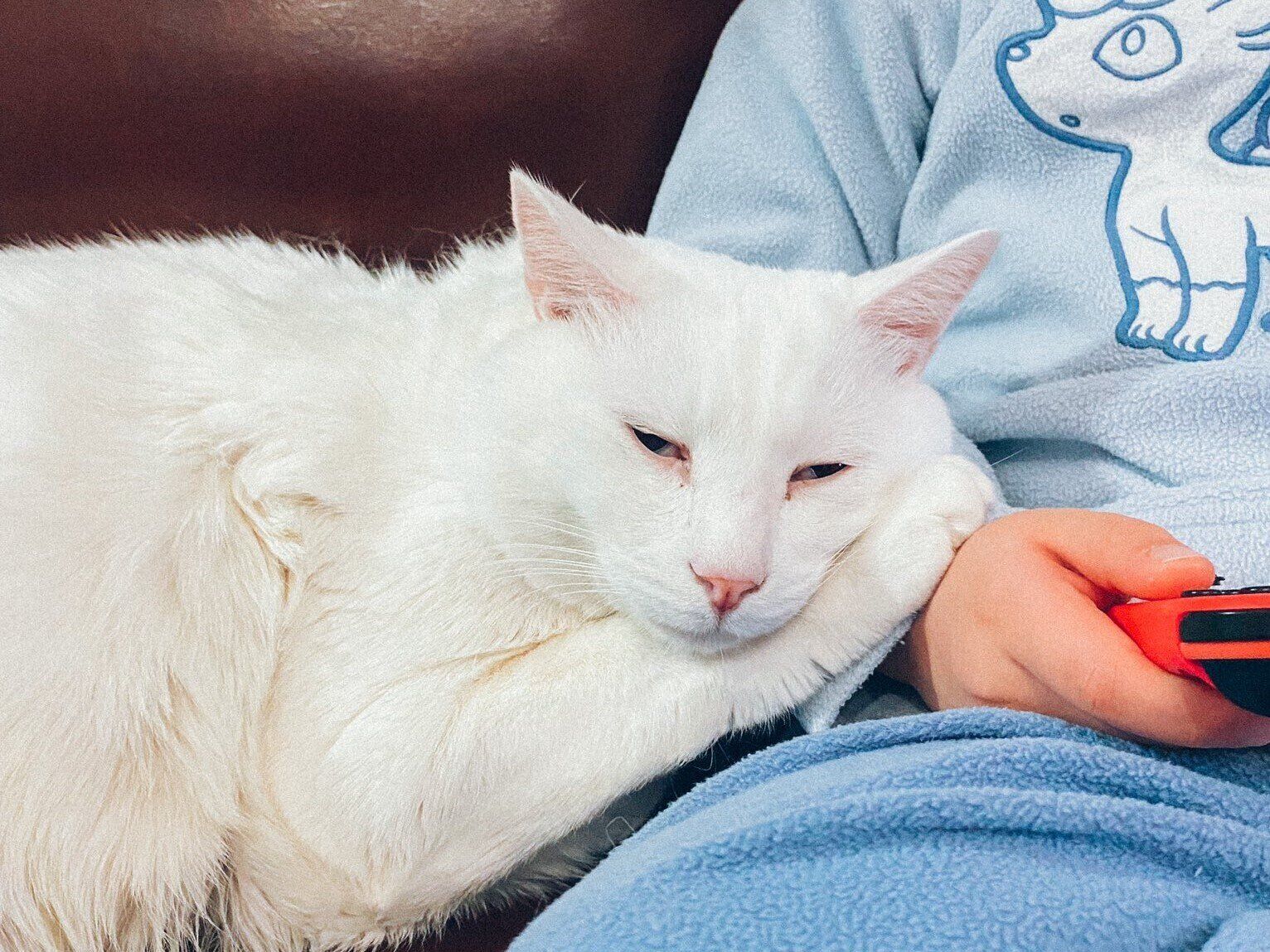 「いつも息子の隣にくっついている」うっとりとした表情の愛猫に「かわいい！」の声多数！