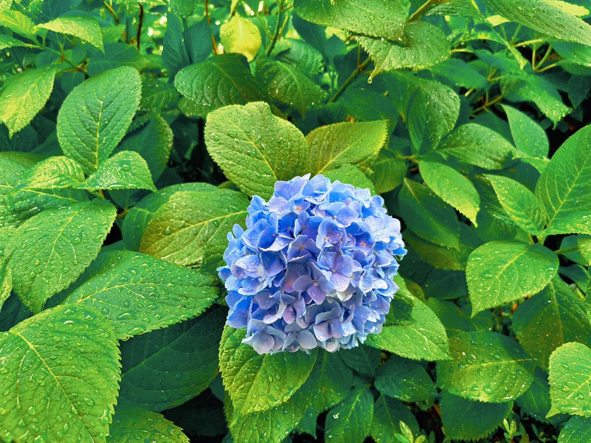 雨のシーズン到来！気象予報士おすすめの傘のお手入れ方法