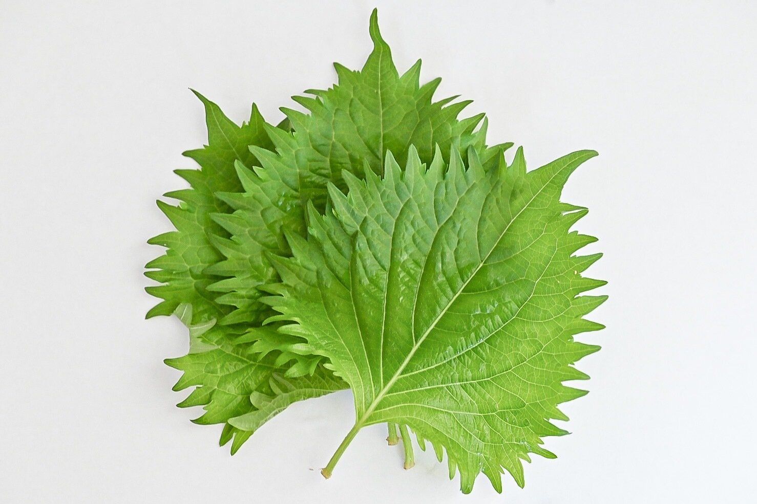 【旬食材】暑い日でも食べやすい「大葉×白いごはん」の組み合わせを楽しもう♪火を使わない！簡単レシピ3選