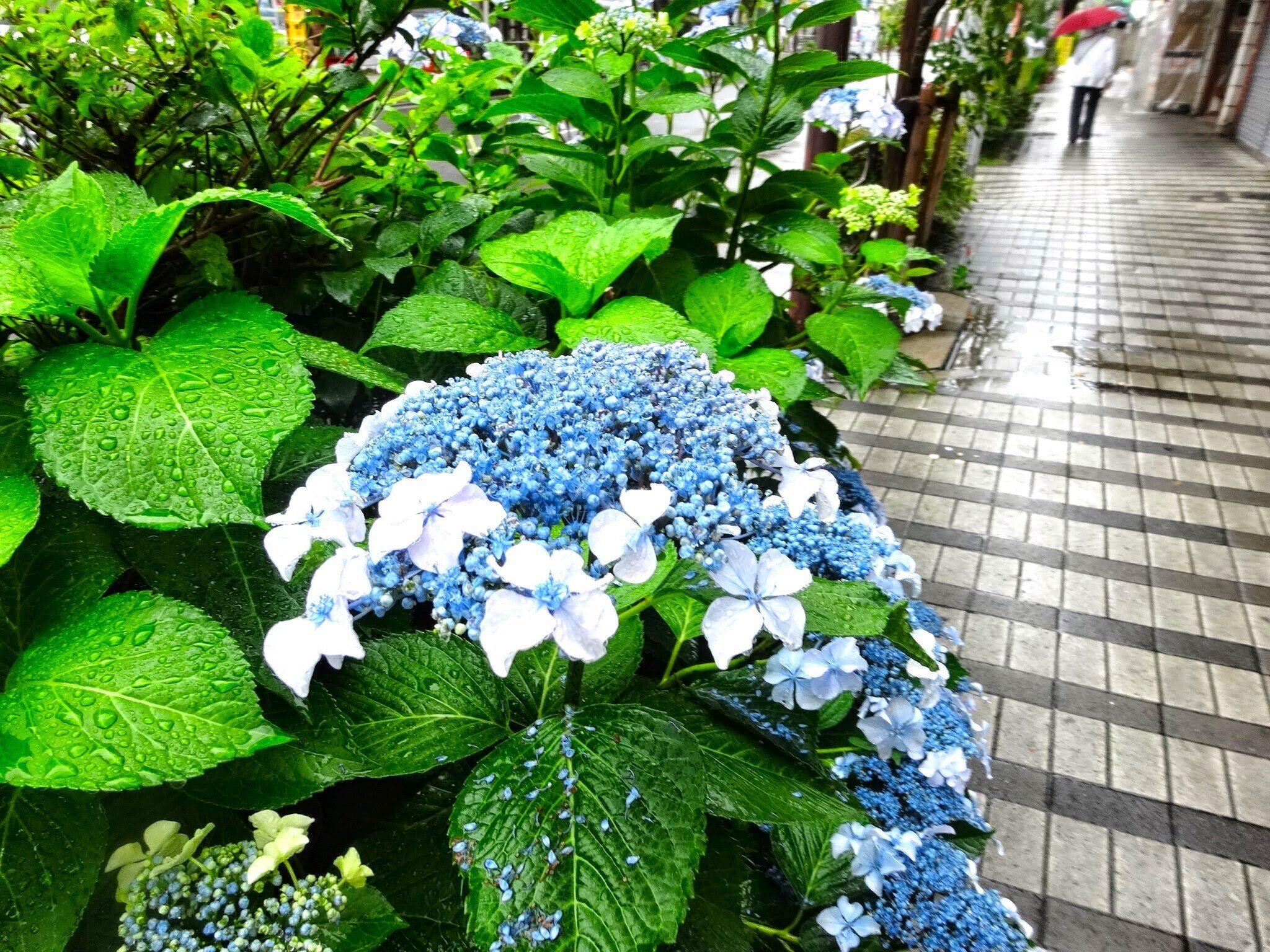 ジメジメ、ムシムシで不快な梅雨シーズン、じつは掃除をするのに最適な季節だった!?