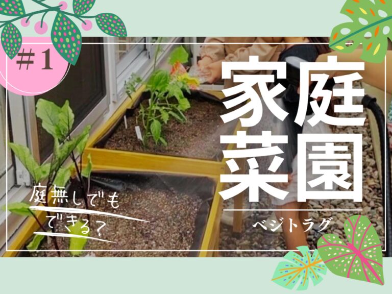 【ド素人の家庭菜園チャレンジ】畑・場所がなくてもできる!?完全素人が家庭菜園スタート！皆さんもやってみませんか？