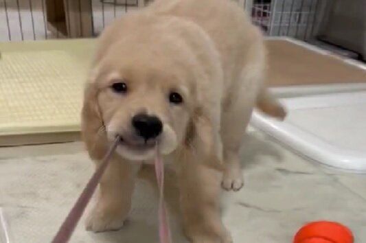 奪われたスマホストラップ！「母犬が助けにきた！」と思ったら、参戦しに来てた……親子愛がにじみ出る