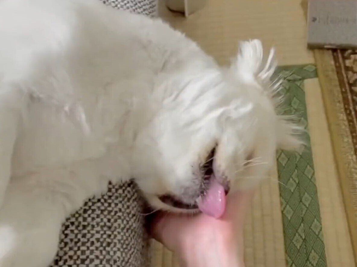 飼い主の手にすべてを委ねて眠る犬。安心しきったその表情に1.9万人が癒やされる！