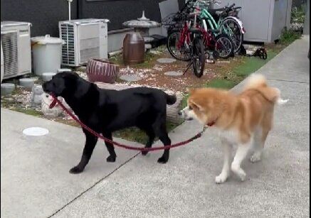 「本日も散歩される秋田犬」散歩させているのはまさかの？思わぬ展開に「かわいい」の嵐！